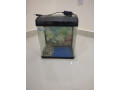 urgent-sale-fish-tank-bhd-10-expat-leaving-bahrain-small-0