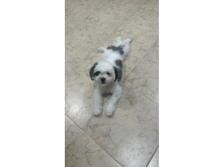 Shih Tu Cross -Free Adoption male Puppy 4 months old 39268323