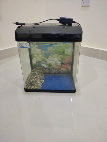 fish-tank-bhd-5-expat-leaving-bahrain-big-0