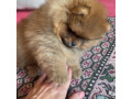 adorable-teacup-pomeranian-puppies-small-0