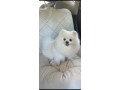 adorable-teacup-pomeranian-puppies-small-2