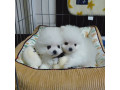 adorable-teacup-pomeranian-puppies-small-1