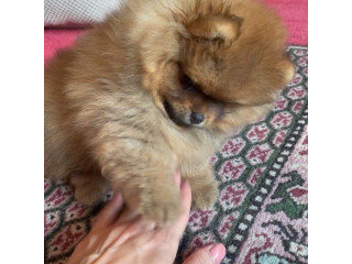 Adorable Teacup Pomeranian puppies