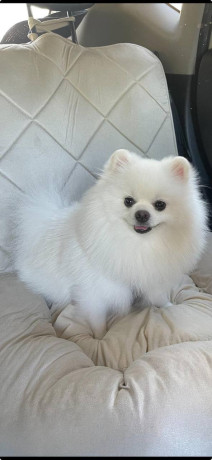 adorable-teacup-pomeranian-puppies-big-2