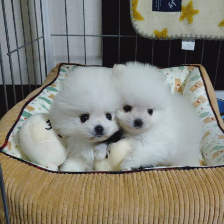 adorable-teacup-pomeranian-puppies-big-1