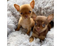 purebred-teacup-chihuahua-puppies-small-1