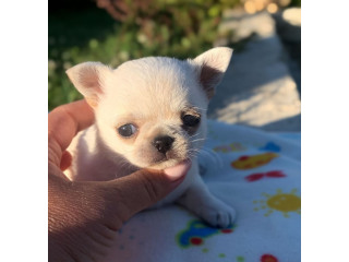 Purebred Teacup Chihuahua Puppies