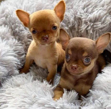 purebred-teacup-chihuahua-puppies-big-1