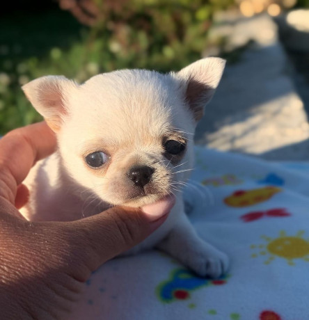 purebred-teacup-chihuahua-puppies-big-0