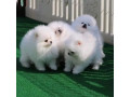 pomeranian-puppies-available-small-1