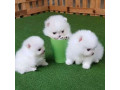 pomeranian-puppies-available-small-2