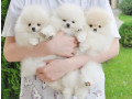 pomeranian-puppies-available-small-3