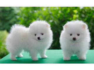 Pomeranian puppies Available