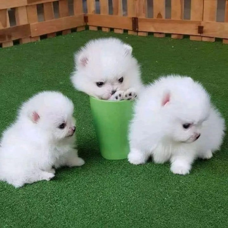 pomeranian-puppies-available-big-2