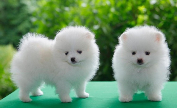 pomeranian-puppies-available-big-0