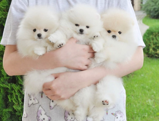 pomeranian-puppies-available-big-3