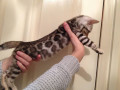 quality-bengal-kittens-for-re-homing-small-3