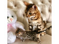 quality-bengal-kittens-for-re-homing-small-2