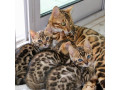 quality-bengal-kittens-for-re-homing-small-4