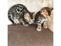 quality-bengal-kittens-for-re-homing-small-1