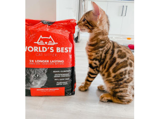 Quality Bengal kittens for Re-homing