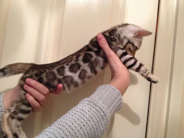 quality-bengal-kittens-for-re-homing-big-3