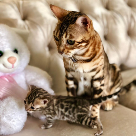 quality-bengal-kittens-for-re-homing-big-2