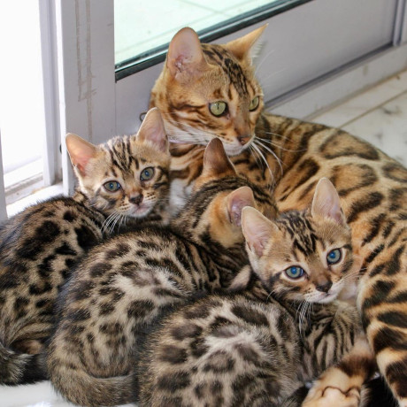 quality-bengal-kittens-for-re-homing-big-4