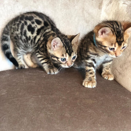 quality-bengal-kittens-for-re-homing-big-1