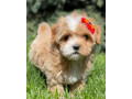 lovely-male-and-female-poodle-puppies-for-adoption-small-3