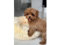 lovely-male-and-female-poodle-puppies-for-adoption-small-4