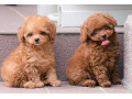 lovely-male-and-female-poodle-puppies-for-adoption-small-1