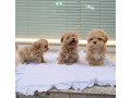 lovely-male-and-female-poodle-puppies-for-adoption-small-2