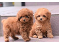 lovely-male-and-female-poodle-puppies-for-adoption-small-0