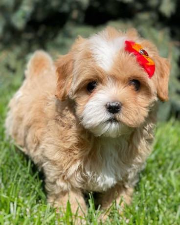 lovely-male-and-female-poodle-puppies-for-adoption-big-3