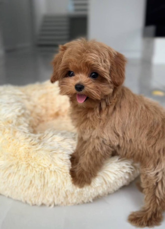 lovely-male-and-female-poodle-puppies-for-adoption-big-4