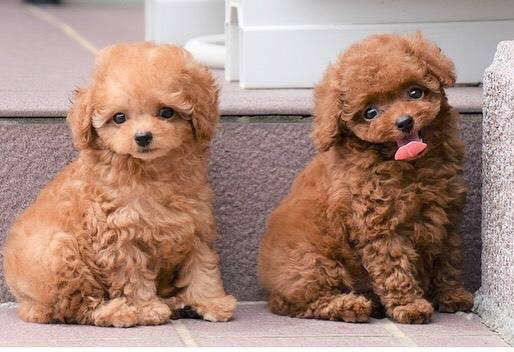 lovely-male-and-female-poodle-puppies-for-adoption-big-1