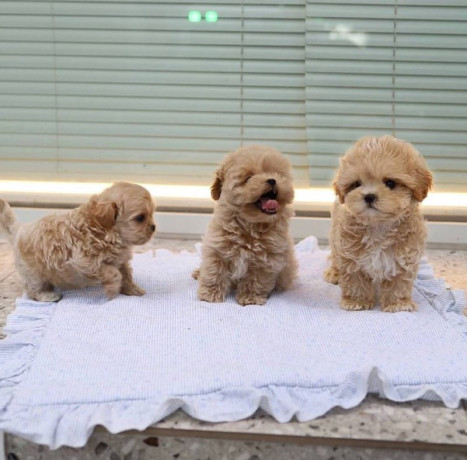 lovely-male-and-female-poodle-puppies-for-adoption-big-2