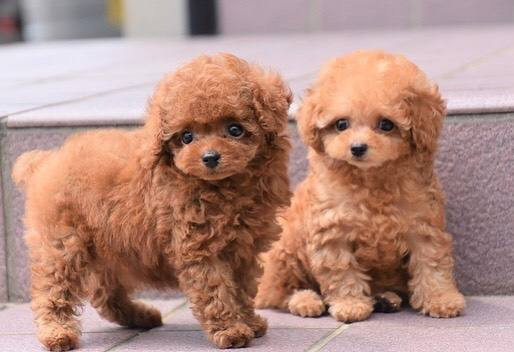 lovely-male-and-female-poodle-puppies-for-adoption-big-0