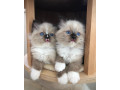 quality-ragdoll-kittens-for-re-homing-small-1