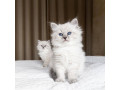 quality-ragdoll-kittens-for-re-homing-small-2