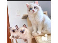 quality-ragdoll-kittens-for-re-homing-small-4