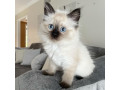 quality-ragdoll-kittens-for-re-homing-small-3