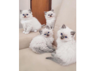 Quality Ragdoll kittens for Re-homing