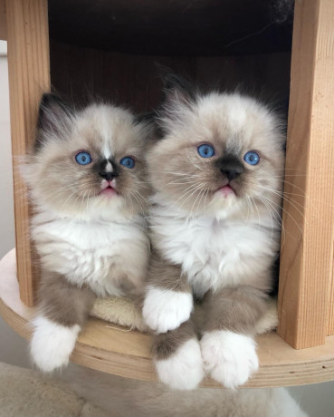 quality-ragdoll-kittens-for-re-homing-big-1