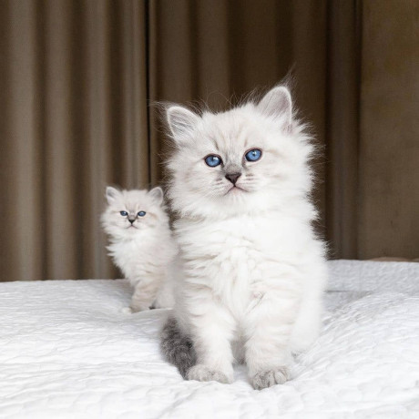 quality-ragdoll-kittens-for-re-homing-big-2