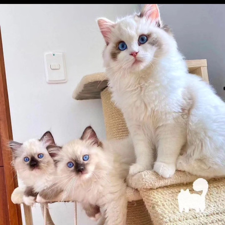 quality-ragdoll-kittens-for-re-homing-big-4