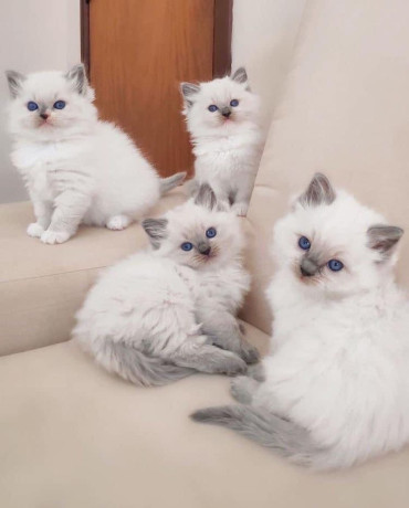 quality-ragdoll-kittens-for-re-homing-big-0