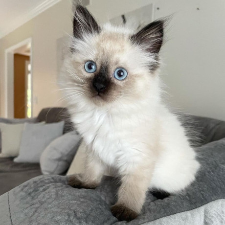 quality-ragdoll-kittens-for-re-homing-big-3