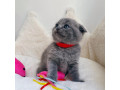 adorable-scottish-fold-kittens-tica-small-4